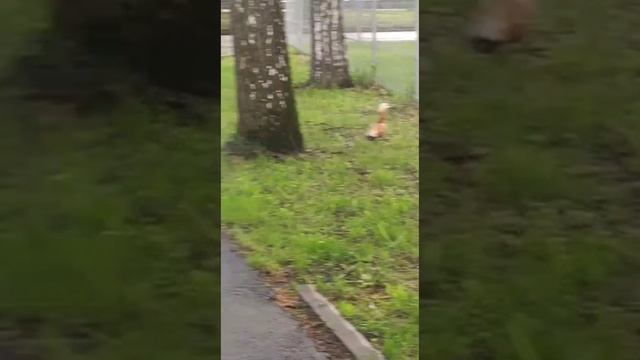 Красная утка и утята.Ruddy shelduck and ducklings.#краснаяутка #утки #ruddyshelduck#duck #ducks