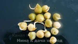 ГОРОХ: ПОСАДКА/ПОСЕВ ГОРОХА В ОТКРЫТЫЙ ГРУНТ. Самый  урожайный способ посева гороха в огороде