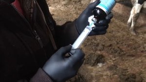 Как быстро снять отек вымени у коровы