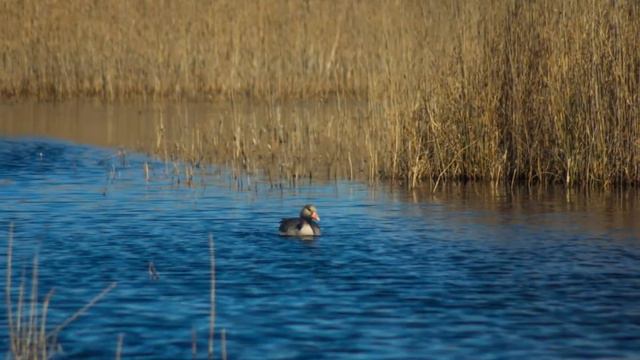 ВЕСНА И ПТИЦЫ... (Фото - Ludmila Novicka (Юрмала), музыка - Владимира Штыкова (СПб)) смотреть онлайн