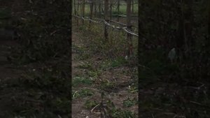 Новый способ полива малины,ежевики.