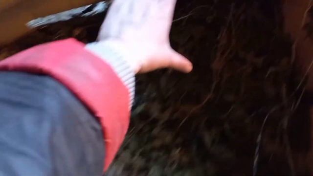 Использование хвои/ кормление кур крапивой #жизньвдеревне#жизнькаконаесть