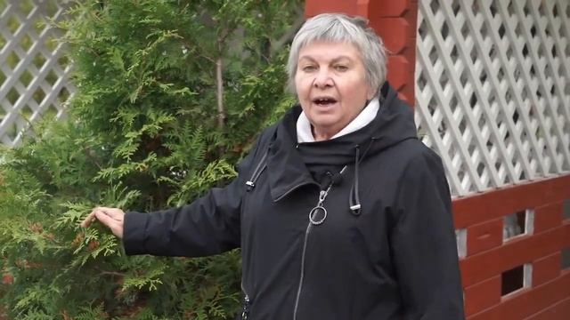 Хвойные на даче ✎ Осенние советы от HITSAD смотреть онлайн