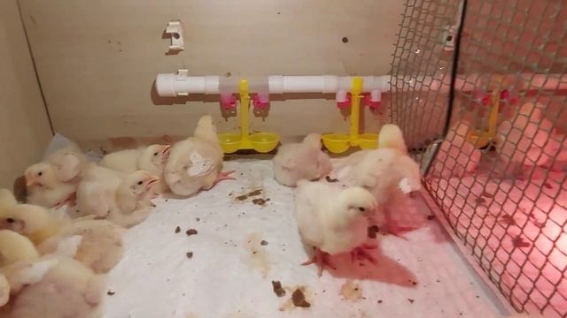 К чему приводит недогрев бройлера в первые дни жизни. Температурный режим для бройлеров.