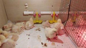 К чему приводит недогрев бройлера в первые дни жизни. Температурный режим для бройлеров.