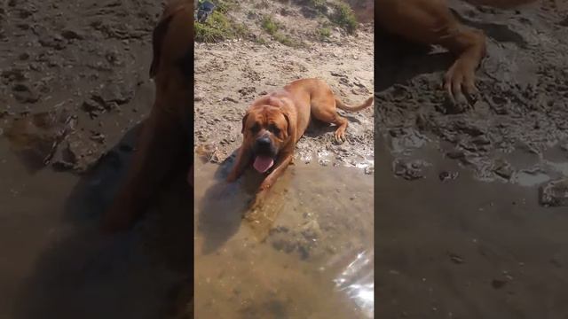 Тоса Ину. Чарли, брат Честера. Прошлым летом. смотреть онлайн