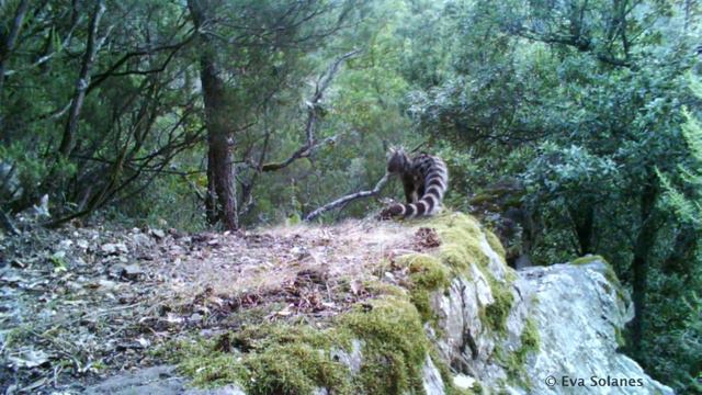 Geneta (Genetta genetta) смотреть онлайн