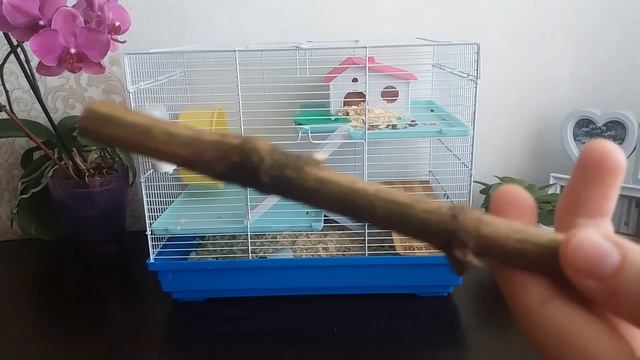 Содержание сирийского хомячка смотреть онлайн