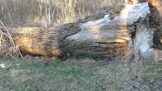 Отказ от услуг Заключение договора на иных условиях Изучаем право смотреть онлайн