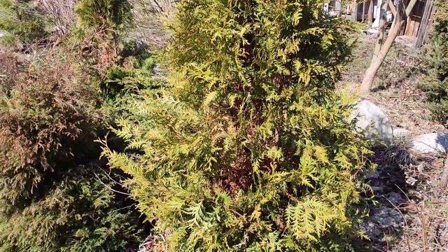 23.04.22 Дача.Как перезимовали растения в теплице:Гортензия,Розы,Тимьян и Лаванда. смотреть онлайн