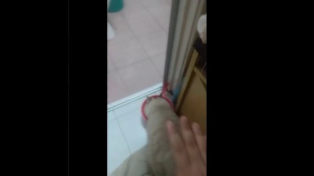My Cat's video trimmer||Video kucing#1 смотреть онлайн