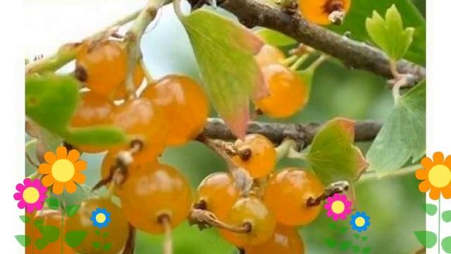 Смородина золотистая. Краткий обзор: Смородина золотистая описание характеристик, где купить саженц смотреть онлайн