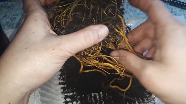 Клематис из магазина. Купили, что и как делать дальше?