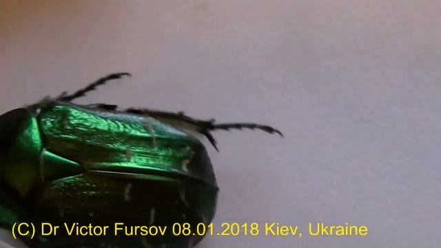 Why Did Funny Green Rose Chafer, Cetonia aurata, Wake Up At Winter? Чудо-Жук Бронзовка. смотреть онлайн