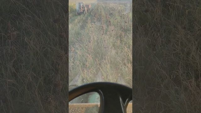 Убераємо Сонячник Форштрі -512 смотреть онлайн