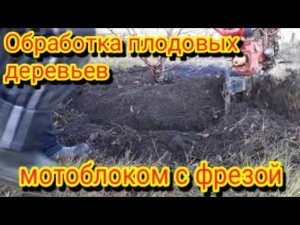 Как можно мотоблоком , обработать почву вокруг плодовых деревьев.