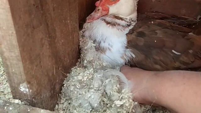 Мускусные утки// Так делать нельзя часть 3// Хождение по мукам// смотреть онлайн