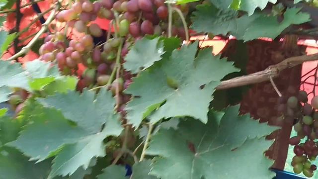 Виноградник. Сорта Виктория и Плевен. Урожай в этом году. смотреть онлайн