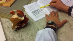 Женская половая система, pt 1