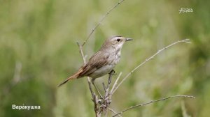 Варакушка самочка