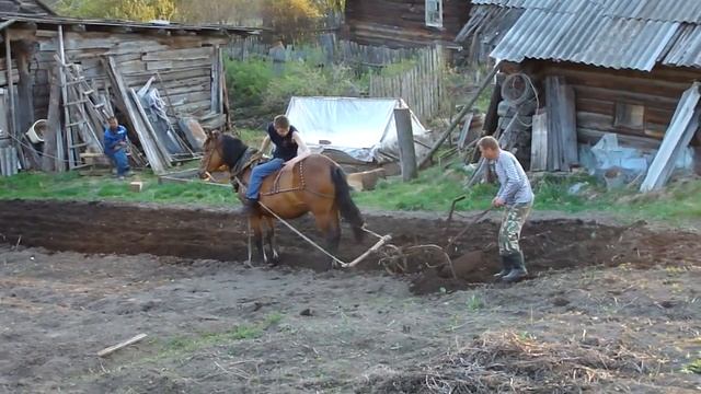 Живая лошадь.MP4 смотреть онлайн