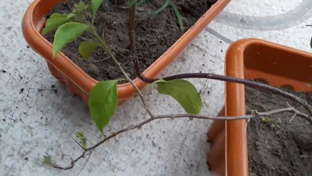 How to Repot Bougainvillea (Pink Colour) || Bougainvillea Repotting || смотреть онлайн