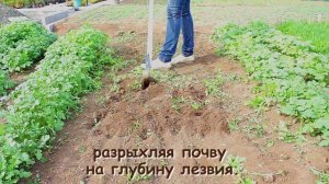Плоскорез Фокина - мой любимый инструмент!