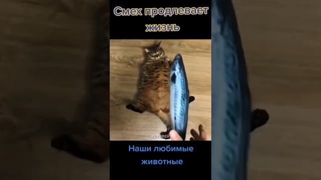 Котики