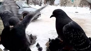 Атака ГОЛУБЕЙ! ??️|| Почему На Меня Напали ГОЛУБИ ? || Нападение Животных