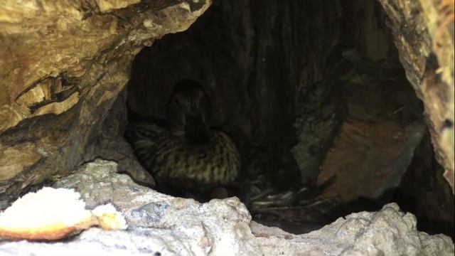 УТКА НАСЕДКА В ДУПЛЕ | WHOW IS IN THE HOLLOW? смотреть онлайн