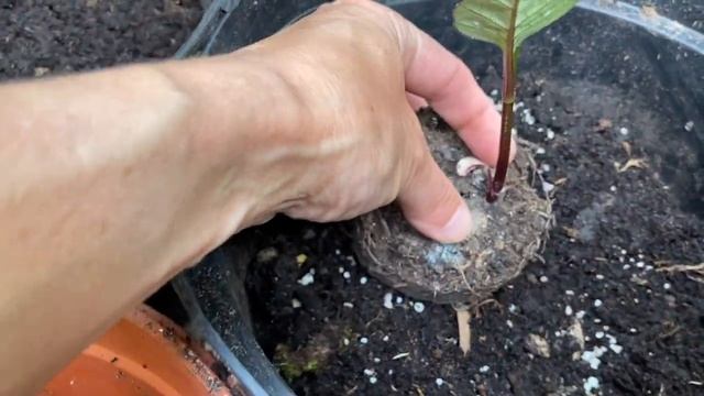 Георгины Бордюрные Вегетативные Посадка Прищипка Формировка пышных кустов из мини-клубней!  Dahlias
