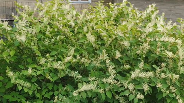 #РАСТЕНИЕ Рейну́трия сахали́нская (лат. Reynoútria sachalinénsis)#ГРЕЧИХА ЦВЕТЕТ#ПИТОМНИКМАРИМИСТИК смотреть онлайн