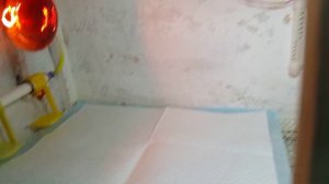 Устройство брудера для цыплят