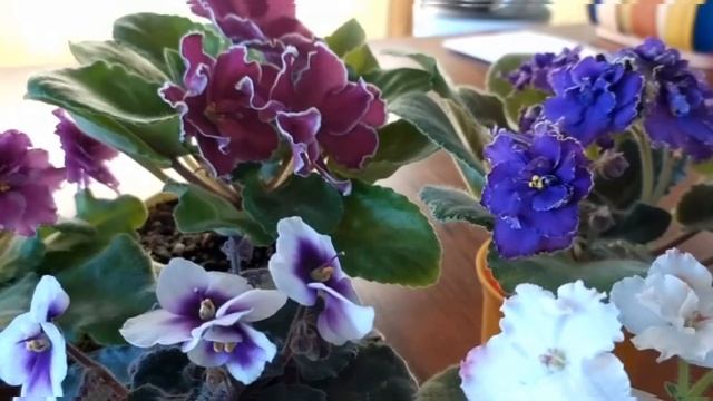 Влияние фиалок на нашу жизнь смотреть онлайн