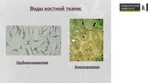 Гистология лекция 3 Собственно соединительные ткани и Скелетные ткани