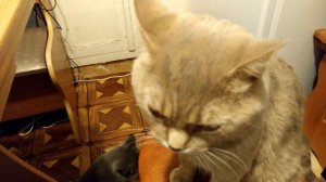 Кот говорит по русски Я ТЕБЯ ЛЮБЛЮ / Кот разговаривает