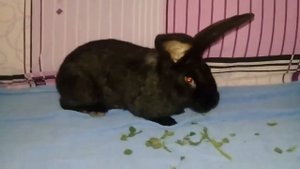 Немецкий пестрый великан Строкач Обзор кролей