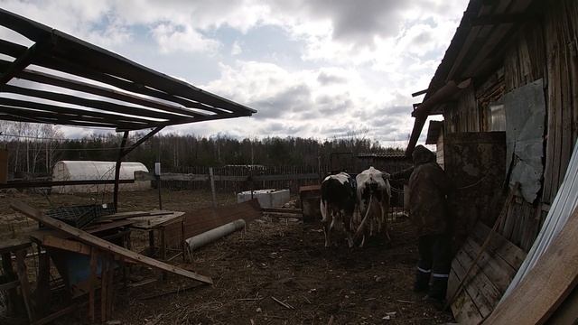 РАДИ ТЕЛКИ, БЫК ВСТАЛ НА КОЛЕНИ! смотреть онлайн