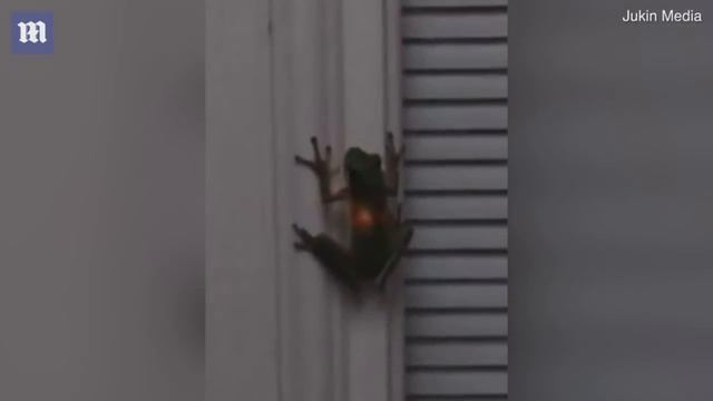 DEITA.RU Светящиеся лягушки смотреть онлайн