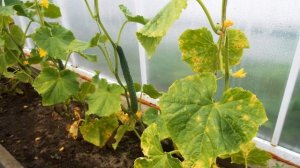 Почему желтеют листья у рассады огурцов