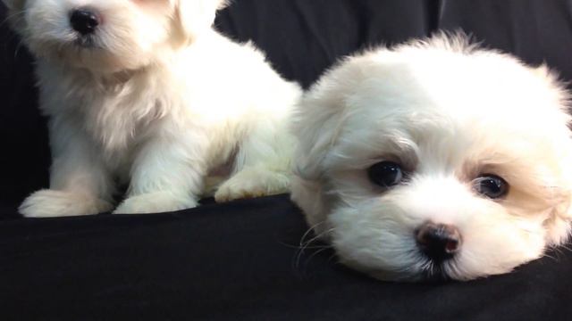 Мальчик и девочка мальтезе смотреть онлайн