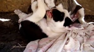 Собачьи бои))) американский  стаффордширский терьер,  Бони и Клайд,(стаффорд, амстафф, аст)