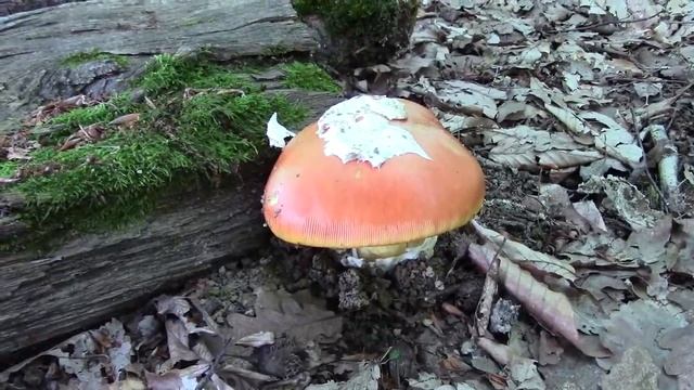 2018_07_08_ПРОГУЛКА ВЫХОДНОГО ДНЯ_ПЛАСТУНКА_СОЧИ.mp4 смотреть онлайн