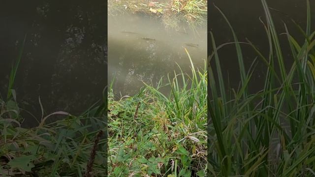 ?Природа?Что можно увидеть возле речки.Утки.Рыбки.Интересное гнездо???? смотреть онлайн