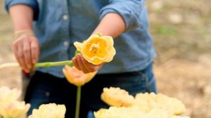 'Charming Beauty' Tulip from Johnny's Selected Seeds