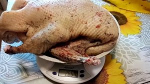 Вес тушки утки "Стар-53" в 70 дней
