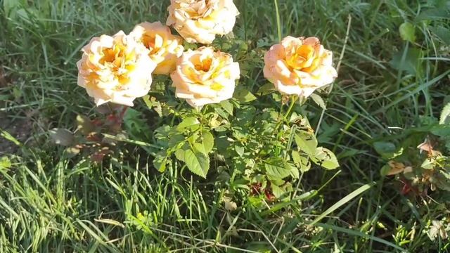 Почему листья у розы в дырочку??!! смотреть онлайн