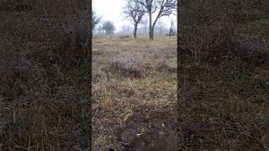 Посадка ясеня.