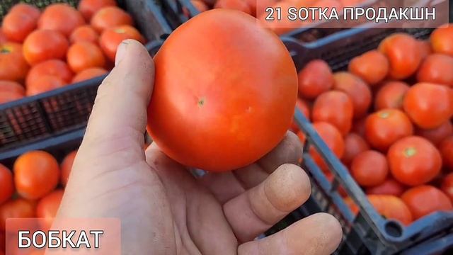 Супер помідор Бобкат #помідори #томат #супер #просто #розсада