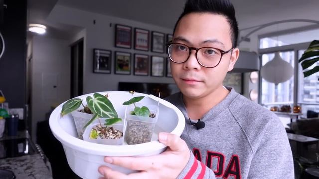 air layering monstera aurea ? hoya mathilde splash has root rot, orchid plant update | plant chores смотреть онлайн